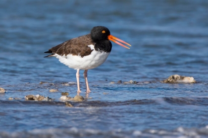 Picture of AMERICAN OYSTERCATCHER ON OYSTER REEF