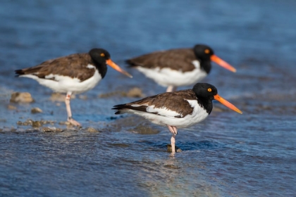 Picture of AMERICAN OYSTERCATCHER ON OYSTER REEF