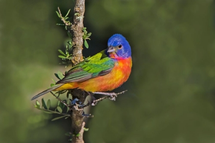 Picture of PAINTED BUNTING FORAGING IN BRUSH COUNTRY NEAR THE RIO GRANDE- TEXAS.