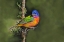Picture of PAINTED BUNTING FORAGING IN BRUSH COUNTRY NEAR THE RIO GRANDE- TEXAS.