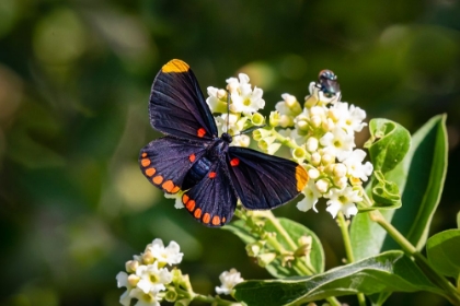 Picture of RED-BORDERED PIXIE BUTTERFLY - NATIONAL BUTTERFLY CENTER- MISSION- TEXAS.