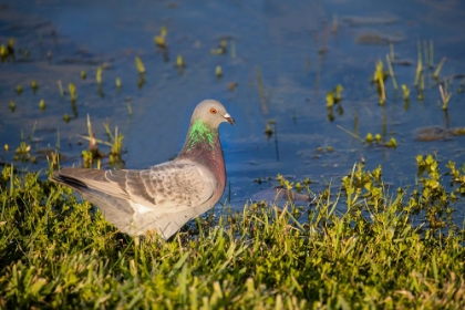 Picture of ROCK DOVE DRINKING