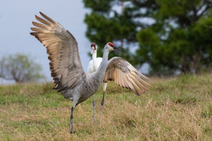 Picture of WHOOPING CRANE CHASING SANDHILL CRANE- TEXAS COAST