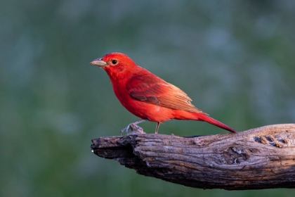 Picture of SUMMER TANAGER MALE DRAWN TO DRIPPING WATER