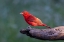 Picture of SUMMER TANAGER MALE DRAWN TO DRIPPING WATER