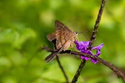 Picture of TELEUS LONGTAIL BUTTERFLY NECTARING IN FLOWER GARDEN