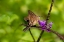 Picture of TELEUS LONGTAIL BUTTERFLY NECTARING IN FLOWER GARDEN