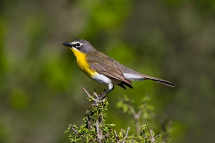 Picture of YELLOW-BREASTED CHAT ADULT PERCHED IN DENSE BRUSH