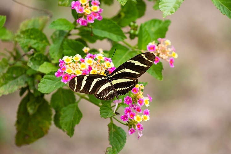 Picture of ZEBRA HELICONIAN FEEDING