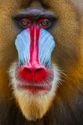Picture of CLOSE-UP OF THE FACE OF A MANDRILL (MANDRILLUS SPHINX). CAPTIVE.