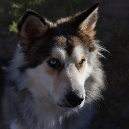 Picture of PORTRAIT OF RESCUE DOG.