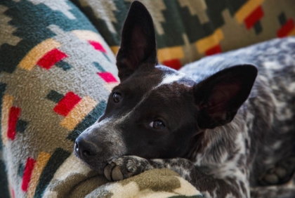 Picture of AUSTRALIAN CATTLE DOG