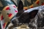 Picture of AUSTRALIAN CATTLE DOG