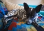 Picture of AUSTRALIAN CATTLE DOG