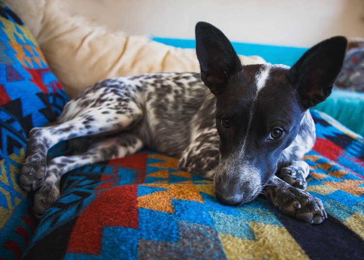 Picture of AUSTRALIAN CATTLE DOG