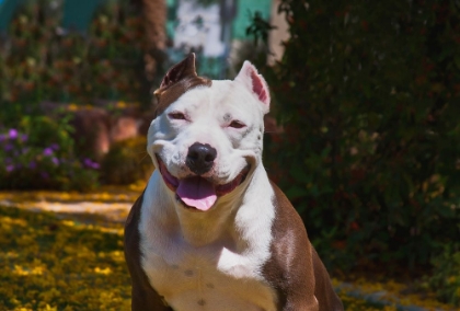 Picture of AMERICAN PITT BULL