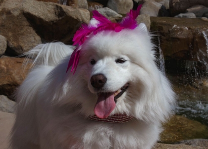 Picture of SAMOYED IN PALM DESERT- CALIFORNIA