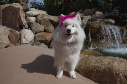 Picture of SAMOYED IN PALM DESERT- CALIFORNIA