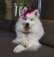 Picture of SAMOYED IN PALM DESERT- CALIFORNIA