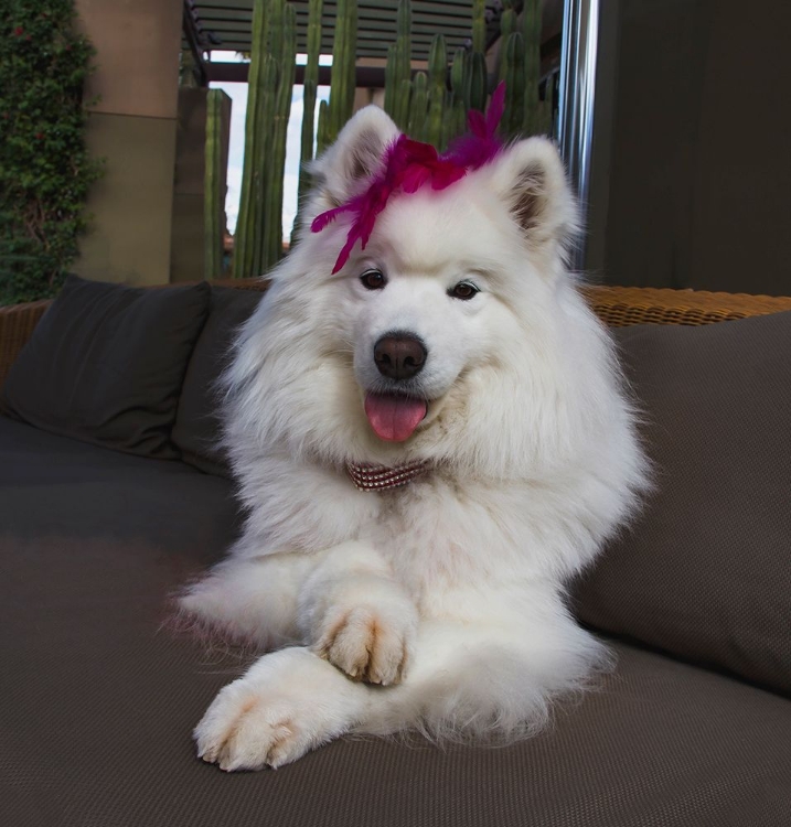 Picture of SAMOYED IN PALM DESERT- CALIFORNIA