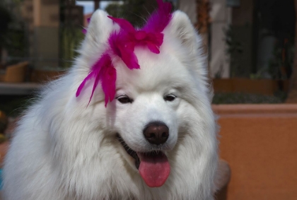 Picture of SAMOYED IN PALM DESERT- CALIFORNIA