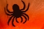 Picture of SPIDER ON WEB