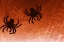 Picture of SPIDER ON WEB