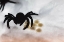 Picture of SPIDER ON WEB