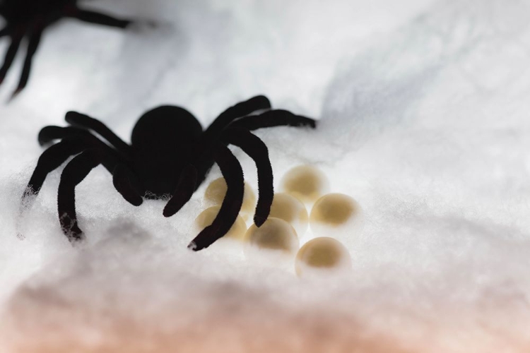 Picture of SPIDER ON WEB