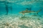 Picture of FRENCH POLYNESIA- BORA BORA. BLACK-TIP REEF SHARKS NEAR TOURISTS.
