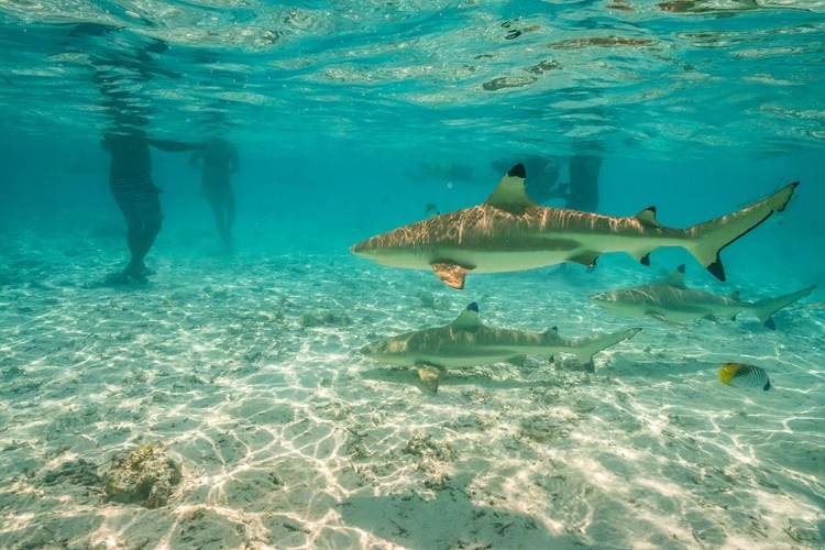 Picture of FRENCH POLYNESIA- BORA BORA. BLACK-TIP REEF SHARKS NEAR TOURISTS.