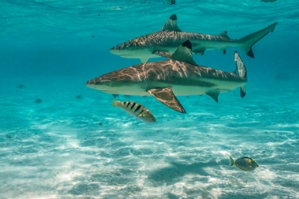 Picture of FRENCH POLYNESIA- MOOREA. BLACK-TIPPED REEF SHARKS.