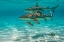 Picture of FRENCH POLYNESIA- MOOREA. BLACK-TIPPED REEF SHARKS.