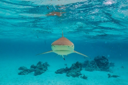 Picture of FRENCH POLYNESIA- MOOREA. FRONT VIEW OF BLACK-TIPPED REEF SHARK.