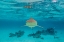 Picture of FRENCH POLYNESIA- MOOREA. FRONT VIEW OF BLACK-TIPPED REEF SHARK.