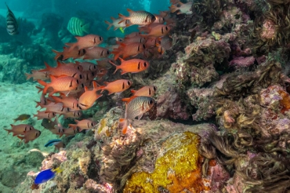 Picture of FRENCH POLYNESIA- MOOREA. SCHOOL OF SOLDIERFISH AND CORAL.