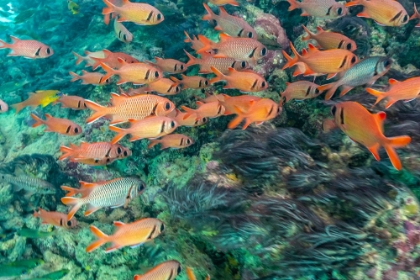 Picture of FRENCH POLYNESIA- MOOREA. SCHOOL OF SOLDIERFISH AND CORAL.