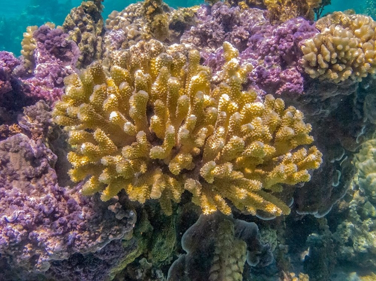 Picture of FRENCH POLYNESIA- BORA BORA. CLOSE-UP OF CORAL GARDEN.