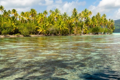 Picture of FRENCH POLYNESIA- TAHAA. OCEAN CORALS AND TROPICAL FOREST.