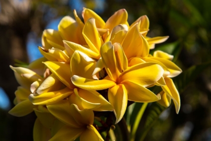Picture of FRENCH POLYNESIA- TAHAA. CLOSE-UP OF YELLOW PLUMERIA BLOSSOMS.