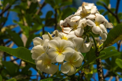 Picture of FRENCH POLYNESIA- TAHAA. CLOSE-UP OF WHITE PLUMERIA BLOSSOMS.