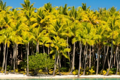 Picture of FRENCH POLYNESIA- BORA BORA. PALM TREES AND BEACH.