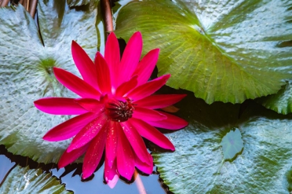 Picture of FRENCH POLYNESIA- MOOREA. LOTUS BLOSSOM AND PADS CLOSE-UP.