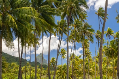 Picture of FRENCH POLYNESIA- MOOREA. BALI HAI MOUNTAIN AND PALM TREES.