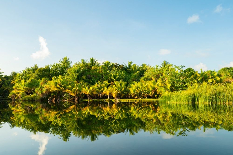 Picture of FRENCH POLYNESIA- TAHAA. TROPICAL JUNGLE REFLECTS IN LAGOON.