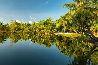 Picture of FRENCH POLYNESIA- TAHAA. TROPICAL JUNGLE REFLECTS IN LAGOON.