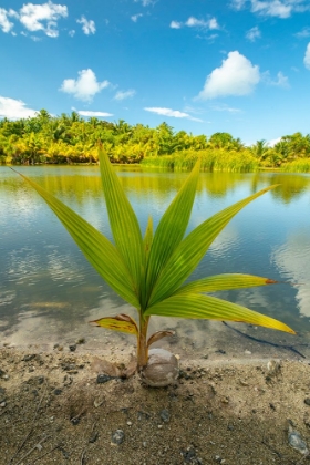 Picture of FRENCH POLYNESIA- TAHAA. TROPICAL JUNGLE REFLECTS IN LAGOON.