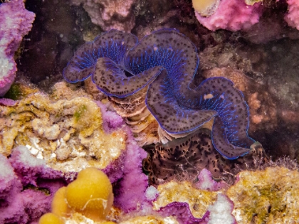 Picture of FRENCH POLYNESIA- TAHAA. GIANT CLAM AND CORAL UNDERWATER.