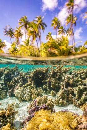 Picture of FRENCH POLYNESIA- TAHAA. UNDER/ABOVE WATER SPLIT OF CORAL AND PALM TREES.