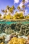 Picture of FRENCH POLYNESIA- TAHAA. UNDER/ABOVE WATER SPLIT OF CORAL AND PALM TREES.